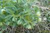 Helleborus odorus